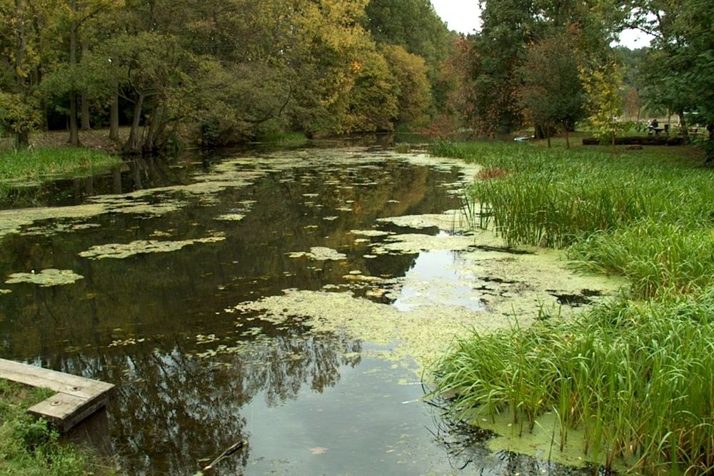 Staw Zarasta Rzęsą Co Dwa Dni