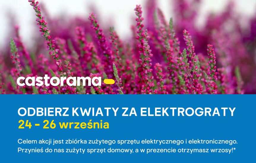 Kwiaty Za Elektrograty W Castoramie Juz W Tym Tygodniu Starosadeckie Info